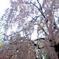 枝垂桜1