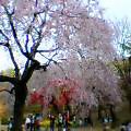 枝垂桜3