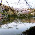 池と桜1