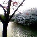池と桜3